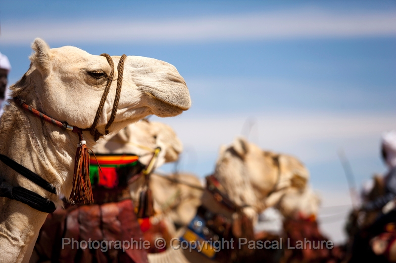 _42I5027_FICSA 2016_Pascal_Lahure.JPG